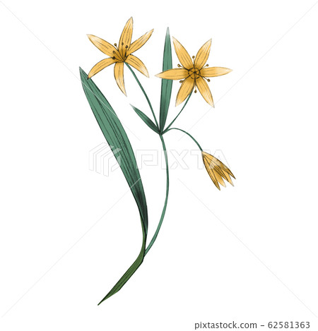 Illustration of gagea flower. Illustration of gagea flower. 62581363