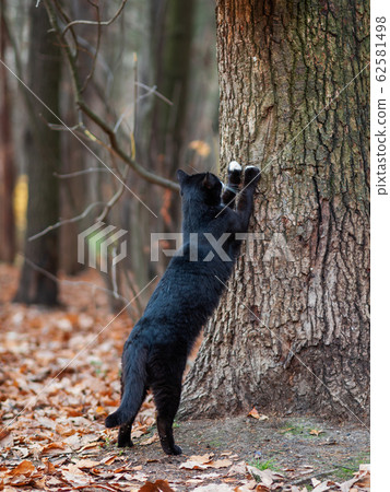 Fluffy black cat with white spots sharpens its claws on a tree in park. Stray animal in forest. Fluffy black cat with white spots sharpens its claws on a tree in park. Stray animal in forest. 62581498