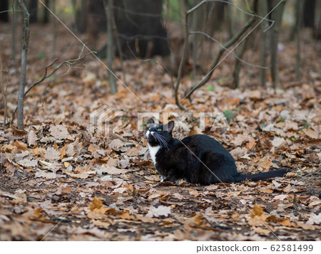 Fluffy black cat with white spots walking in park. Stray animal in forest. Fluffy black cat with white spots walking in park. Stray animal in forest. 62581499