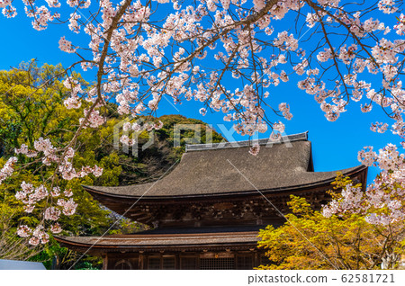 金山小山寺和櫻花 62581721