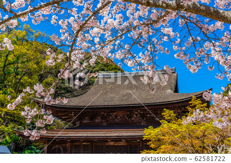 金山小山寺和櫻花 62581722