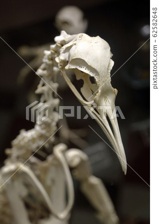 Zoological Museum named after Lomonosov exhibit. Zoological Museum named after Lomonosov exhibit. 62582648