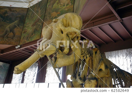 Zoological Museum named after Lomonosov exhibit. 62582649