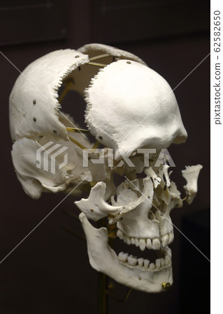 Zoological Museum named after Lomonosov exhibit. Zoological Museum named after Lomonosov exhibit. 62582650
