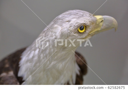 Zoological Museum named after Lomonosov exhibit. Zoological Museum named after Lomonosov exhibit. 62582675