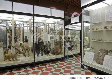 Zoological Museum named after Lomonosov. Moscow, Zoological Museum named after Lomonosov. Moscow, 62582698