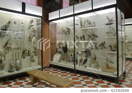 Zoological Museum named after Lomonosov. Moscow, Zoological Museum named after Lomonosov. Moscow, 62582699