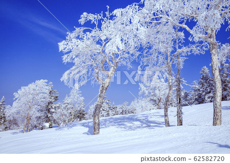 竹樺樹白霜森林 62582720