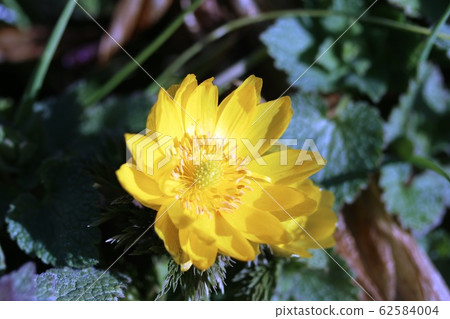 Amur Adonis In Full Bloom Amur Adonis Stock Photo