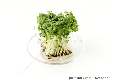Broccoli Sprout Broccoli Sprout 62584352