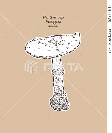 Panther Cap, is a species of fungus. Hand draw 62584615
