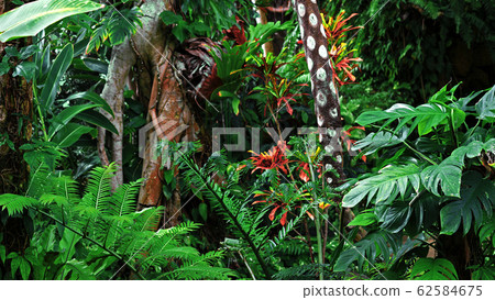 蔥鬱多彩的熱帶叢林景觀 蔥鬱多彩的熱帶叢林景觀 62584675