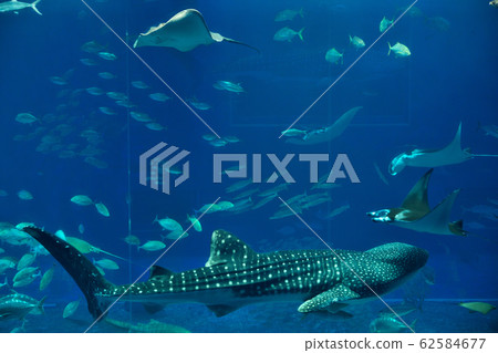 [Churaumi Aquarium] 424 Ishikawa, Motobu-cho, Kunigami-gun, Okinawa Prefecture 62584677