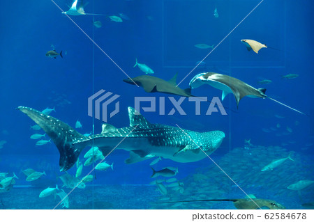 [Churaumi Aquarium] 424 Ishikawa, Motobu-cho, Kunigami-gun, Okinawa Prefecture 62584678