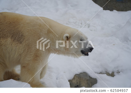 Sapporo Maruyama Zoo Polar Bear Sapporo Maruyama Zoo Polar Bear 62584937