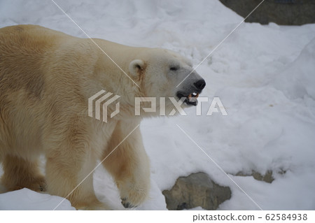 Sapporo Maruyama Zoo Polar Bear Sapporo Maruyama Zoo Polar Bear 62584938