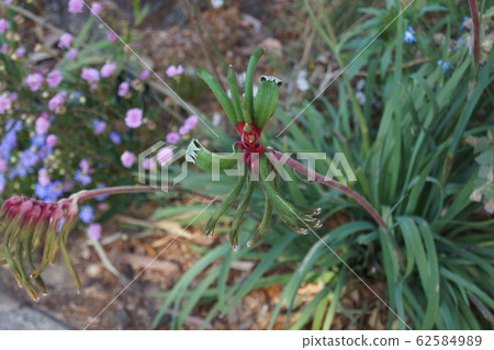 珀斯Kingspark野花Mangres袋鼠埔 62584989