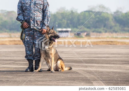 Smart police dog sitting outdoors. Brown German Smart police dog sitting outdoors. Brown German 62585081