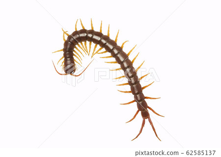 centipede (Scolopendra sp.) centipede isolated on centipede (Scolopendra sp.) centipede isolated on 62585137