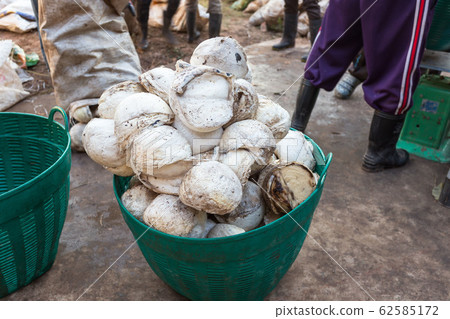 Gardener Harvest Raw Natural.  Pile of Rubber cup 62585172