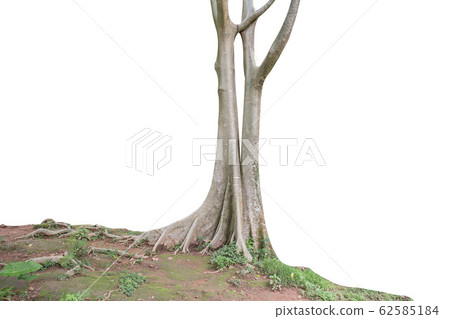 isolated big tree on White Background. 62585184