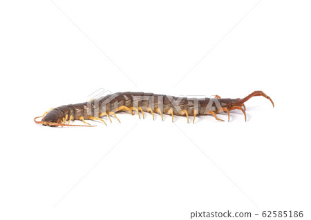 centipede (Scolopendra sp.) centipede isolated on centipede (Scolopendra sp.) centipede isolated on 62585186