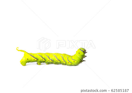 Green caterpillar, worm isolated on white Green caterpillar, worm isolated on white 62585187