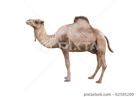 dromedary or arabian camel isolated on white 62585200