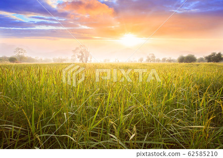 Rice field and sky background at sunset time with Rice field and sky background at sunset time with 62585210