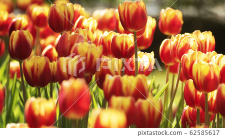 Beautiful tulips flower in tulip field at winter Beautiful tulips flower in tulip field at winter 62585617