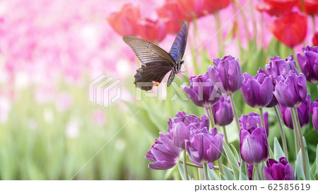 Beautiful tulips flower in tulip field at winter Beautiful tulips flower in tulip field at winter 62585619