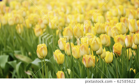 Beautiful tulips flower in tulip field at winter Beautiful tulips flower in tulip field at winter 62585622