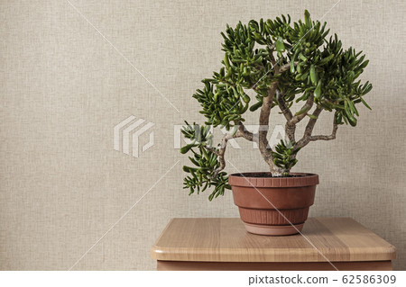 Small bonsai tree hobbit growing in a red flowerpot 62586309