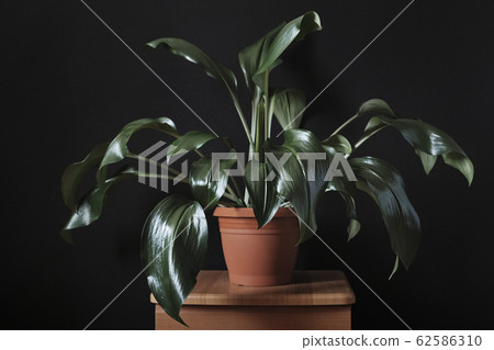 Ornamental eucharis houseplant with green leaves 62586310