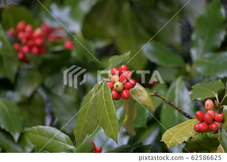 Aoki red fruit (Aoki) 62586625