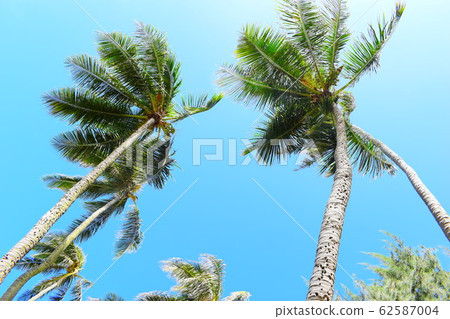 Hawaii palm trees Hawaii palm trees 62587004