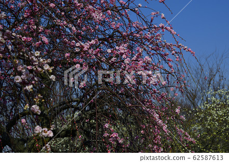 大阪府泉市垂枝梅，紅梅，白梅回收園 62587613