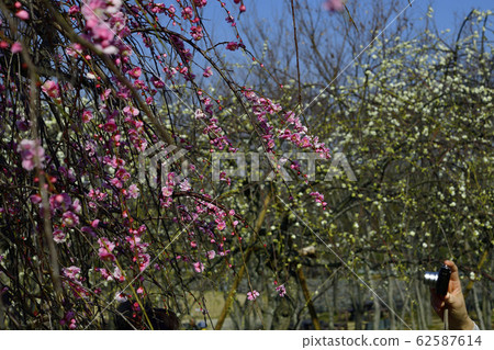 大阪府泉市垂枝梅,紅梅,白梅回收園 大阪府泉市垂枝梅,紅梅,白梅回收園 62587614