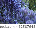 Wisteria flower Please use it for synthesis (^-^) 62587648