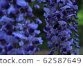 Wisteria flower Please use it for synthesis (^-^) 62587649