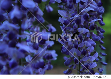 Wisteria flower Please use it for synthesis (^-^) Wisteria flower Please use it for synthesis (^-^) 62587649
