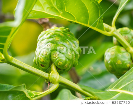 Hawaii Hawaii Island Noni Fruit 62587730