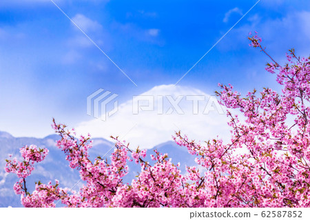 河津櫻花 河津櫻花 62587852