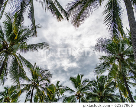 Palm trees and blue skies in Kona, Hawaii Island - a tropical landscape. Palm trees and blue skies in Kona, Hawaii Island - a tropical landscape. 62587969