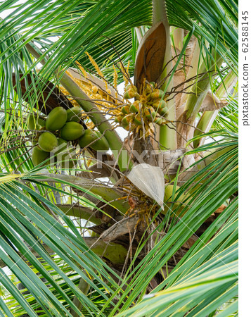 Hawaii hawaii island palm trees 62588145