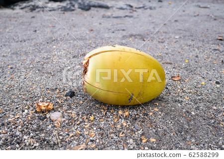 Hawaii hawaii island palm fruit 62588299