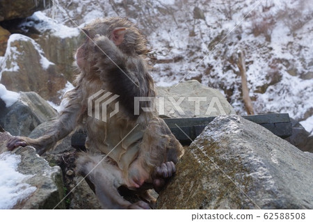 洗完澡後的猴子 62588508