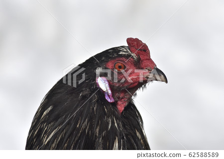 Hen face Hen face 62588589