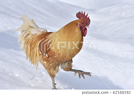Chicken male 62588592