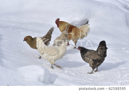 Winter chicken farm Winter chicken farm 62588595